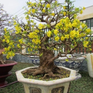 cach-cham-mai-sau-tet-giup-cay-phuc-hoi-va-ra-hoa-dep-mua-sau